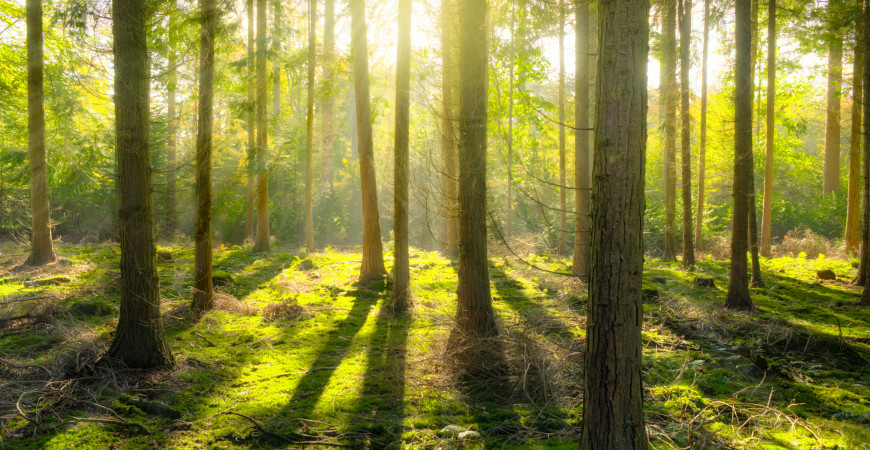 Passer du temps dans la nature rend heureux.