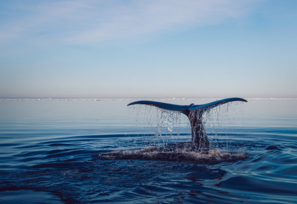Nouvelle baleine échouée à cause du plastique, le combat continue 